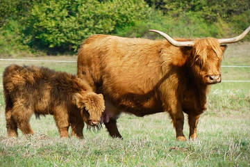 Afbeelding van 3 dagen genieten van natuur en gastvrijheid in de Vulkaan-Eifel, hotel Beim Heines***  incl. ontbijt (2 pers.) - geldig tot 2027