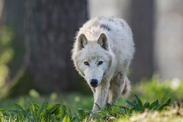 Afbeelding van 5 dagen weg in het hart van de Ardennen – overnacht vlak bij de beroemde Grotten van Han, incl. ontbijt (2 pers.) - geldig tot 2026