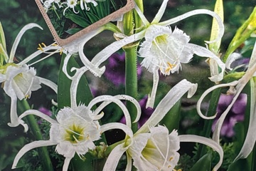 Afbeelding van Hymenocallis Ismene Festalis (1 stuk) – Witte Spinlelie
