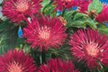 Afbeelding van De Centaurea dealbata - Perzische korenbloem