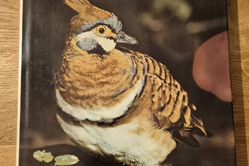 Afbeelding van Het koninkrijk der zangers – Vogelboek