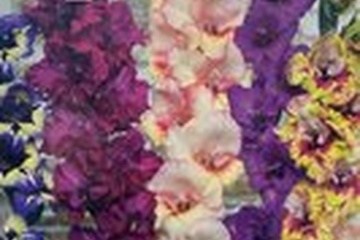 Afbeelding van Gladiolen Bambino Mix 20 bollen! - Prachtige Kleurrijke Bloe