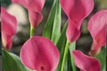 Afbeelding van 2 x Zantedeschia 'Rehmannii' – Elegante Roze Aronskelk- blo