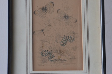 Afbeelding van Ingelijste antieke prent van Vlinders