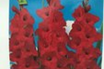 Afbeelding van 10x Gladiolus - Gladiolen bloembollen Rood - Rood voor tuin