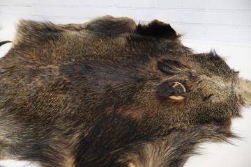 Afbeelding van Everzwijn-kleed