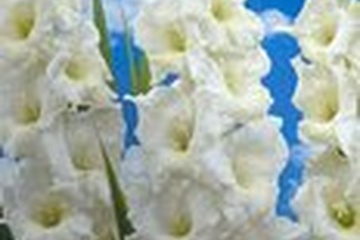 Afbeelding van Gladiolus Wit – 10 Bollen | Witte Gladiolen | Zomerbloeiend
