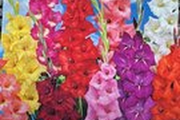 Afbeelding van Gladiolen Mix – 10 Bollen | Kleurrijke Gladiolus | Zomerbloe
