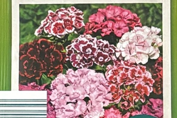 Afbeelding van 2 zakjes zaadjes voor Dahlia bartnelken mix tht 31-12-2025