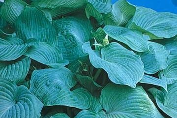 Afbeelding van Hosta ‘Blue Angel’ – Sierplant – Grote Bladeren – Schaduwpla