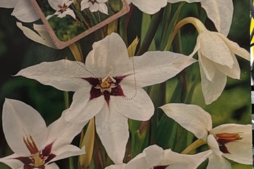 Afbeelding van Acidanthera (Abessijnse Gladiool) – 8 Bloembollen – Wit/Rood