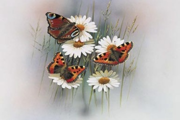 Afbeelding van Jan Weenink, Butterflies, Afm: 40x50 cm