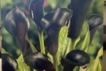 Afbeelding van 2x Zantedeschia 'Black Star' – Diepdonkere elegantie voor j