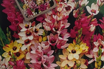 Afbeelding van De Nerine Bowdenii is een prachtige en exotische bloembol me