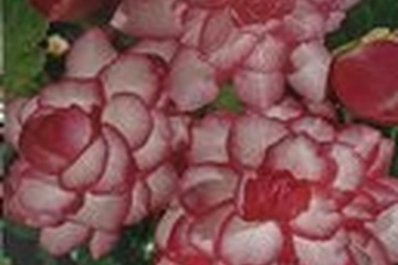 Afbeelding van Begonia Grandiflora Bouton de Rose – 1 Knol | Roze-Wit Dubbe