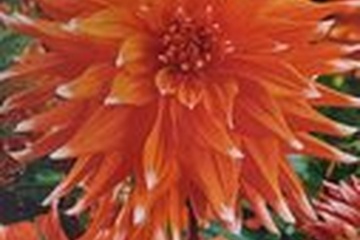 Afbeelding van dahlia Color Spectacle