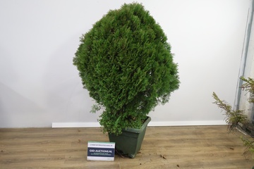 Afbeelding van Grote Conifeer''