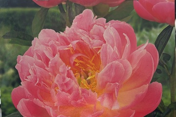 Afbeelding van Pioenroos ‘Henny’s Choice’ – 1 Wortel | Roze Bloeiende Paeon