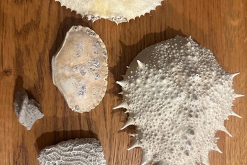 Afbeelding van partij natuurlijke zeedecoratie bestaande uit meerdere onder