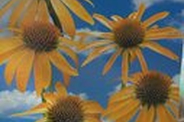 Afbeelding van Echinacea ‘Cleopatra’ – 1 Wortel | Gele Zonnehoed | Vaste Pl