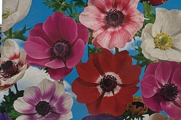 Afbeelding van Anemone De Caen Mix – 20 Bloembollen – Kleurrijke Mix