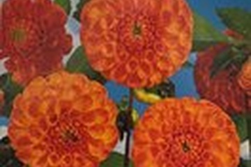 Afbeelding van Dahlia ‘Pompon New Baby’ – 1 Knol | Oranje Pompon Dahlia | Z