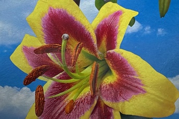 Afbeelding van 2x Lilium O.T. Hybrid Robert Swanson – Leliebollen