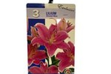 Afbeelding van Lilium Oriental Pink- Lelie- Langendijk - per 3 | zomerbloei