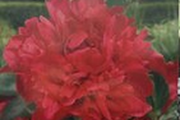 Afbeelding van Pionroos Rood Karl Rosenfield