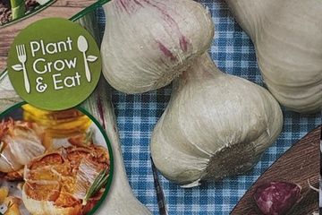 Afbeelding van Knoflook Bollen – 9 stuks – Sterke Teelt & Volle Smaak 3 zak