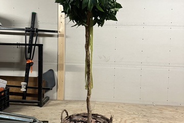 Afbeelding van 215. Neppe kamerplant