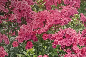 Afbeelding van Phlox Paniculata (2 stuks) – Roze Zomerbloeier – Geurend