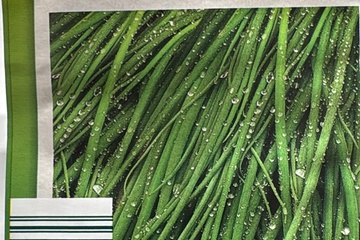 Afbeelding van 3 zakjes zaadjes voor bieslook Middleman tht 31-12-2025