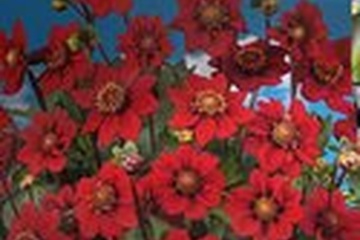 Afbeelding van Dahlia Topmix Rood – 1 Knol | Compacte Zomerbloeier | Rijke