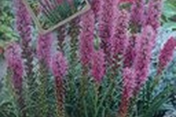 Afbeelding van Liatris Spicata ‘Blue’ – 8 Wortels | Paarse Lampenpoetserspl