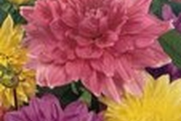 Afbeelding van Dahlia Dinnerplate - Set van 3 - Dahliaknollen Dinner-plate