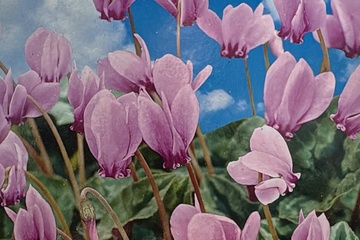 Afbeelding van Cyclamen Pink (2 stuks) – Roze Voorjaarsbloeier – Tuinplant