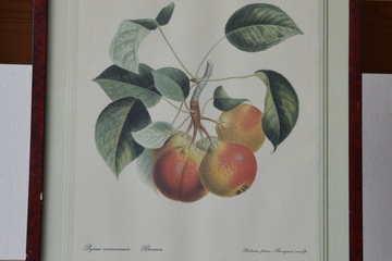 Afbeelding van Ingelijste prent van 'Birnen' (Peren)''