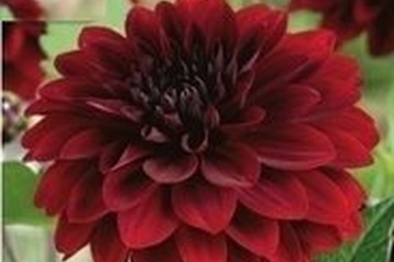 Afbeelding van Dahlia - Arabian Night - per stuk