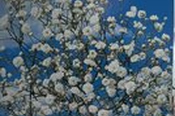 Afbeelding van Gypsophila ‘Paniculata White’ – 3 bollen | Witte Gipskruid |