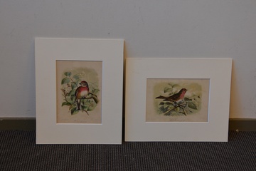 Afbeelding van 2 Vogelprenten van J.G. Keulemans uit 1879