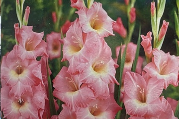 Afbeelding van 20x Gladiolus Pink Bloembollen – Zomerbloeier – Snijbloemen