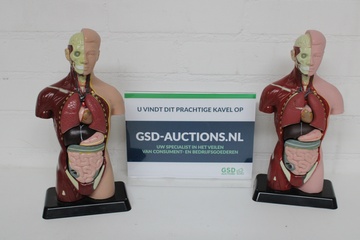 Afbeelding van 2 Anatomische Modellen