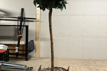 Afbeelding van 216. Kamerplant nep