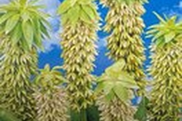 Afbeelding van 2 x Eucomis Comosa Bicolor bloembol (Ananaslelie)