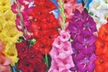 Afbeelding van Gladiolen Mix – 33 Bollen | Kleurrijke Gladiolus | Zomerbloe
