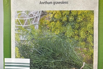 Afbeelding van 2 zakjes zaadjes voor Dille tht 31-12-2025