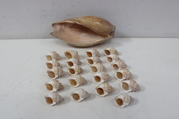 Afbeelding van Schelpen Mix''