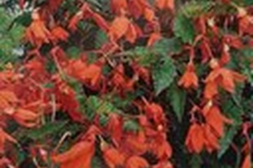 Afbeelding van Begonia Pendula Bertinii Worthiana – 3 Knollen | Hangbegonia