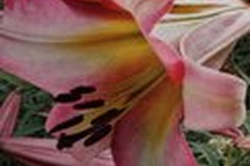 Afbeelding van Lelie bollen 2 stuks "Beijing Moon"